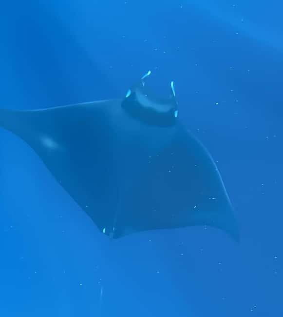 Vodice: Dolphin Watching Boat Tour in ibenik Archipelago - Key Points