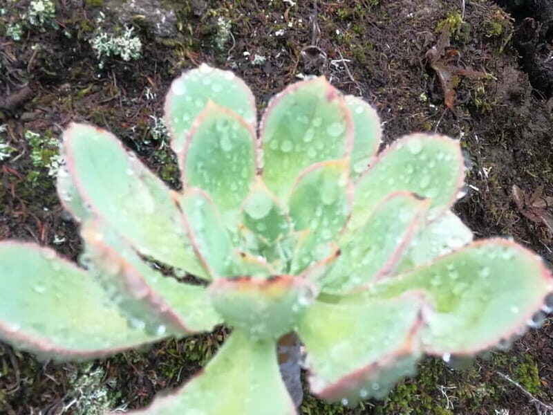 Volcanes, Viñedos y Laurisilva Santiago del Teide - Final Thoughts