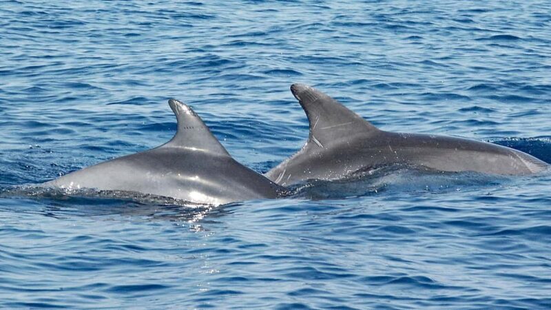 Vrsar: Dolphin Watching Boat Ride - Key Points