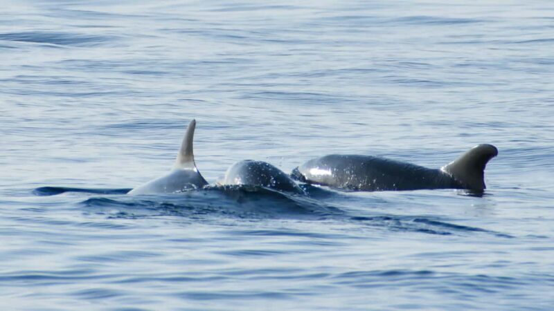 Vrsar: Dolphin Watching Boat Ride - The Experience’s Downsides