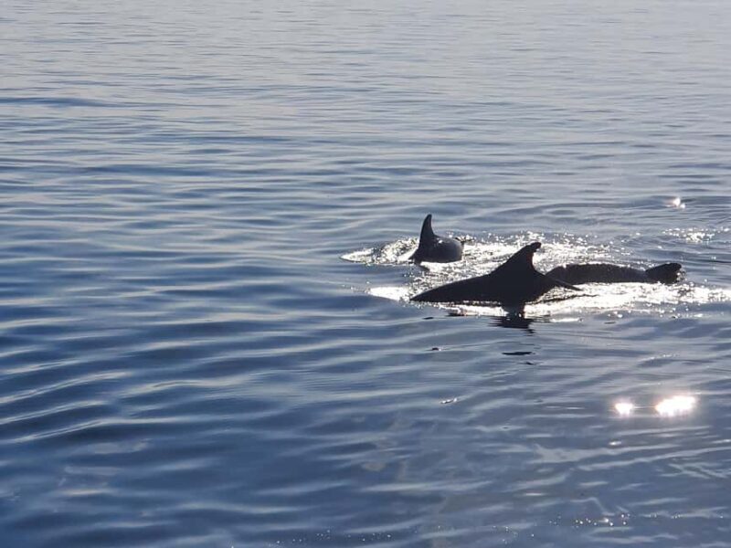 Vrsar: Dolphin Watching Boat Ride - Frequently Asked Questions