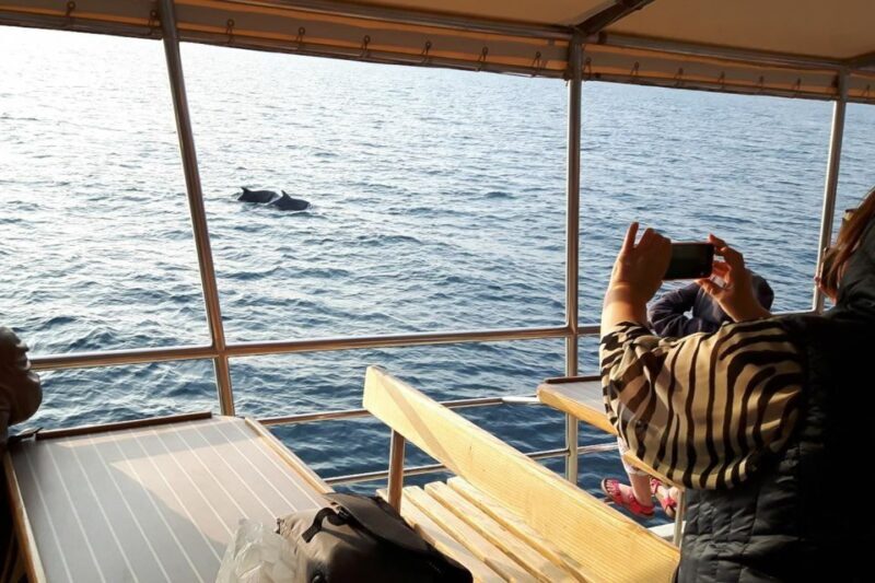 Vrsar: Dolphin Watching Boat Tour including Drinks - The Scenic Route & Sunset Views