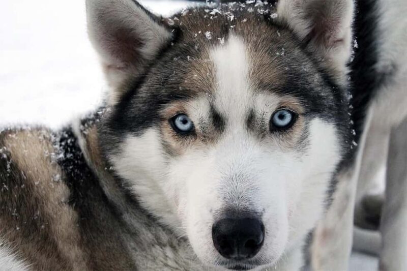 Vuokatti: Husky Sled Ride with Hot Berry Juice & Biscuits - Key Points