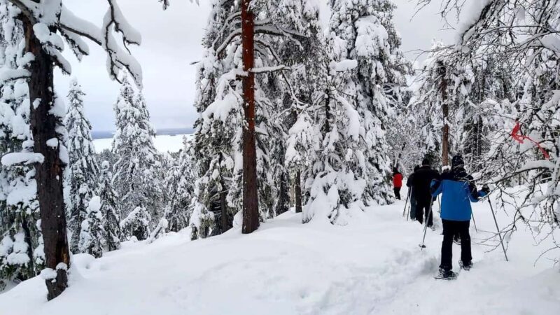 Vuokatti: Snowshoeing Adventure in the Forest - What to Expect from the Snowshoeing Tour