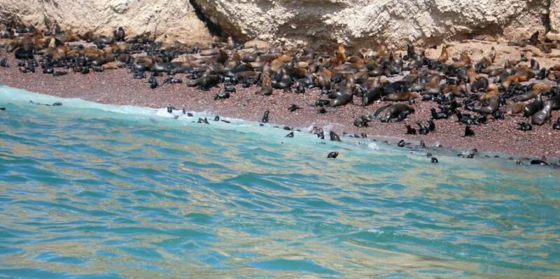 VW T2 Camper/Bulli rental for 2 days - Who Is This Tour Best For?