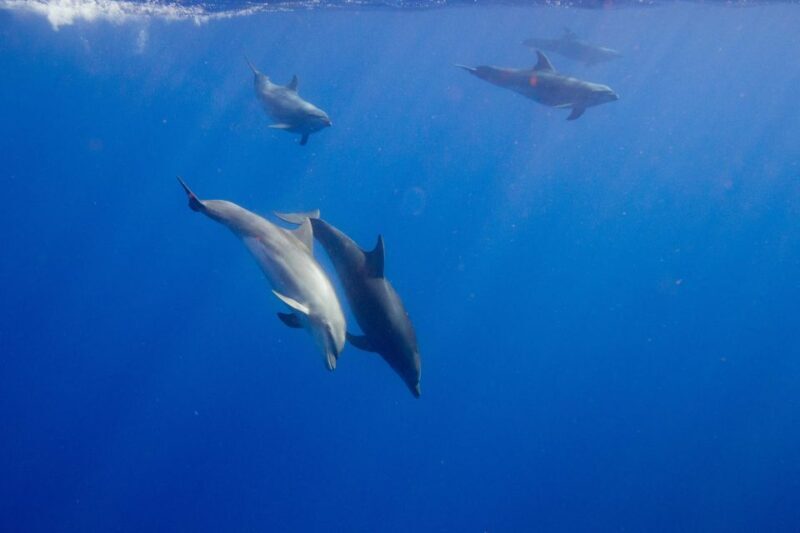 Waianae, Oahu: Swim with Dolphins (Semi-Private Boat Tour) - Who Is This Tour Best For?