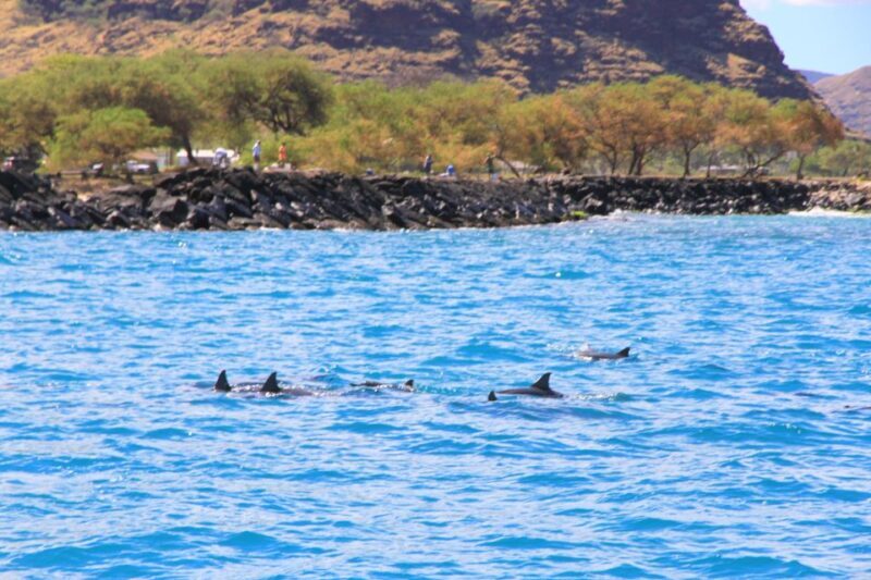 Waianae, Oahu: Swim with Dolphins (Semi-Private Boat Tour) - FAQ