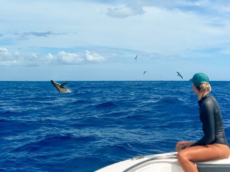 Waianae, West Oahu: Whale Watching Tour (Semi-Private Tour) - Key Points