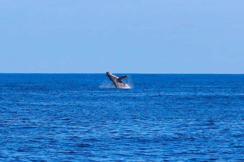 Waianae, West Oahu: Whale Watching Tour (Semi-Private Tour) - What to Expect from This Whale Watching Tour
