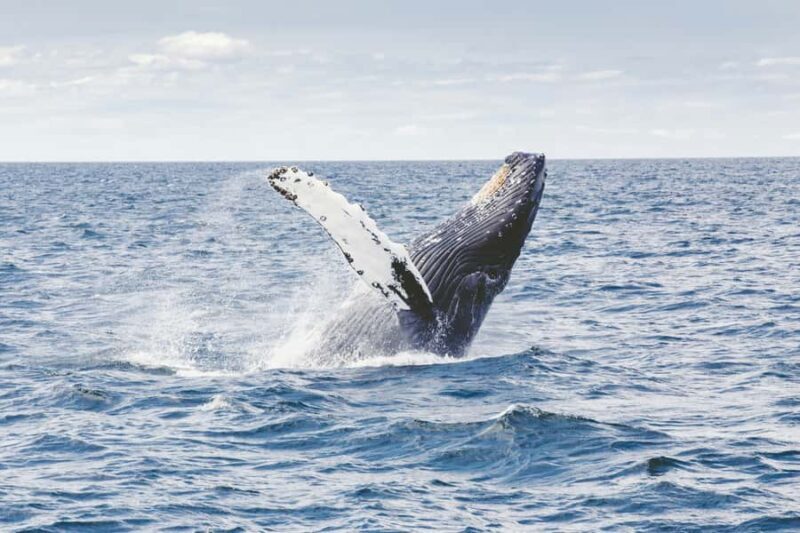 Waianae, West Oahu: Whale Watching Tour (Semi-Private Tour) - FAQs