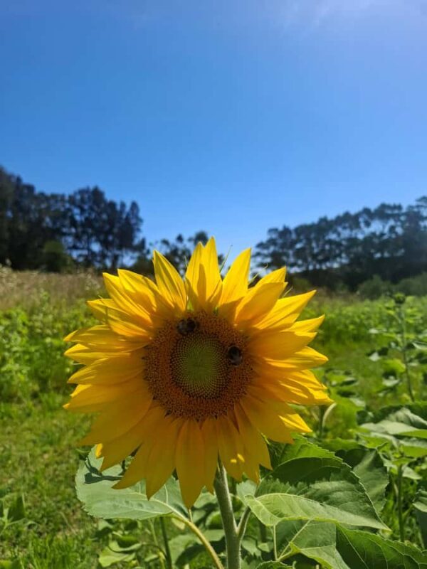 Waiheke Island: Sip and Savor 3 Vineyards Tour with Lunch - Transportation & Duration — Why It Matters