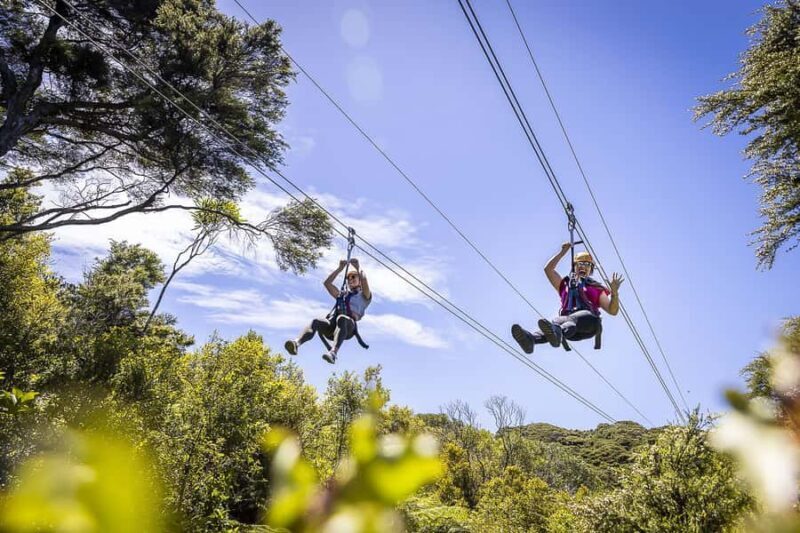 Waiheke Island: Zipline and Native Forest Adventure Trip - A Detailed Look at the Waiheke Zipline Adventure