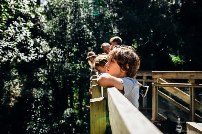 Waikato: Ancient Forest Guided Tour - Exploring the Tour in Detail