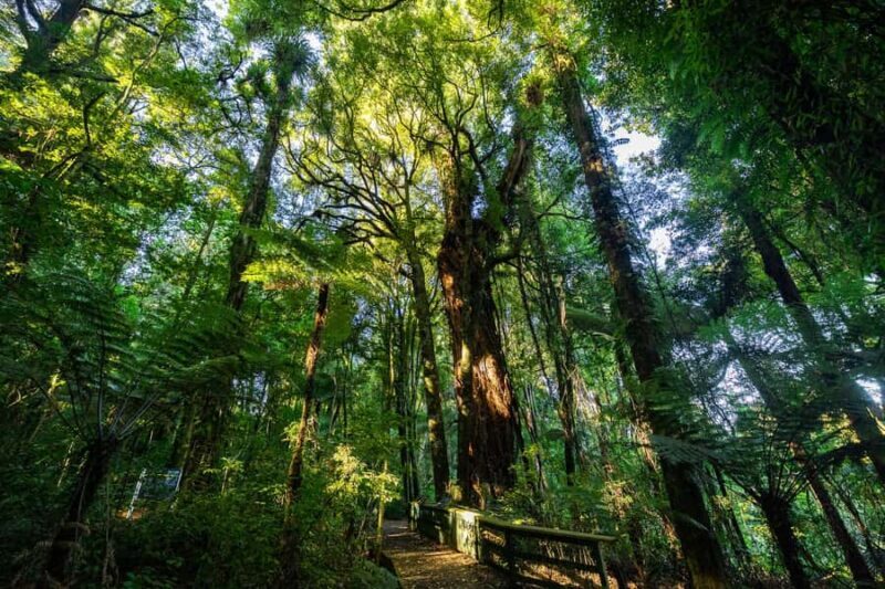 Waikato: Ancient Forest Guided Tour - The Guided Walk