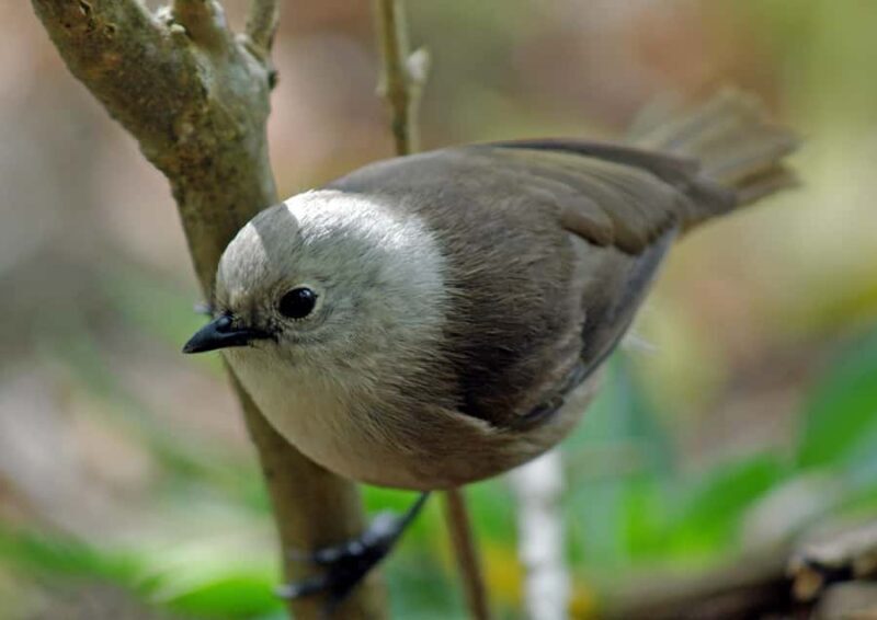 Waikato: Ancient Forest Guided Tour - The Viewpoint Tower
