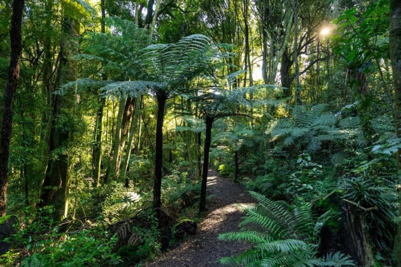 Waikato: Ancient Forest Guided Tour - Additional Exploration