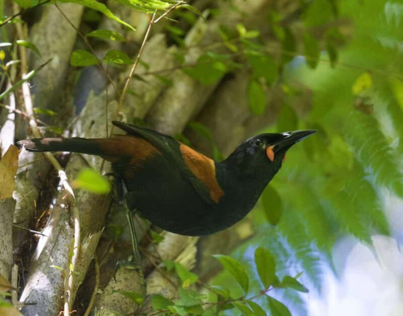 Waikato: Ancient Forest Guided Tour - The Value and Practicalities