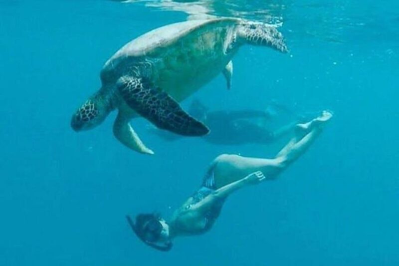 Waikiki Beach: Turtle Snorkeling and Sailing on Hwea - Who Should Book This Tour?