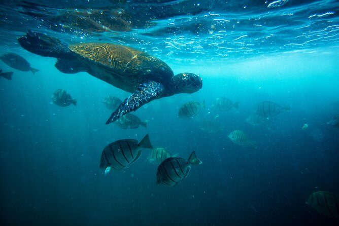 Waikiki Catamaran Adventure: Snorkel with Sea Turtles - Key Points