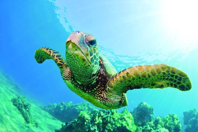 Waikiki Catamaran Adventure: Snorkel with Sea Turtles - Is It Good Value?