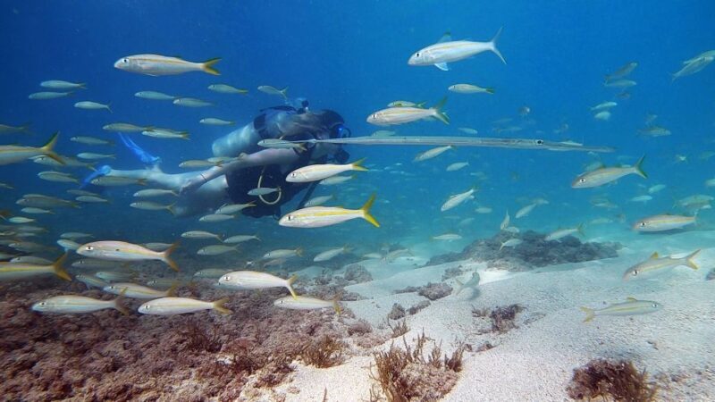 Waikiki: Honolulu Beginner Scuba Diving with Videos - Who This Tour is Best For