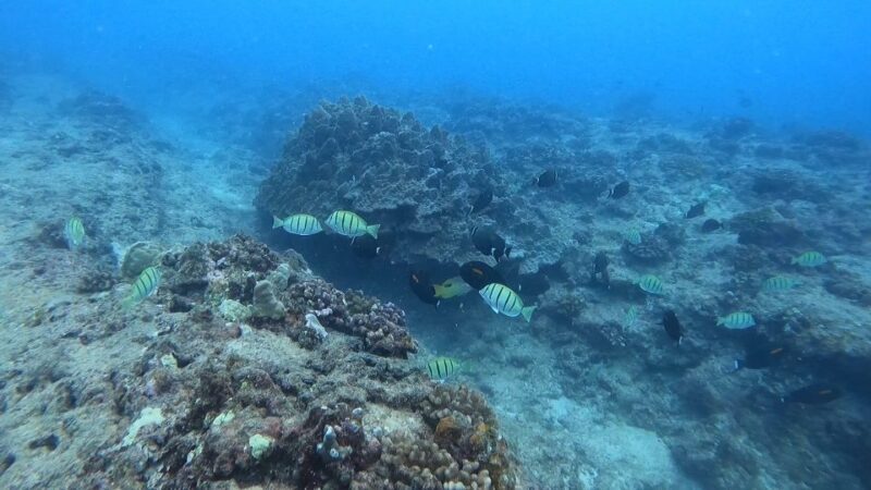 Waikiki: Honolulu Beginner Scuba Diving with Videos - FAQ