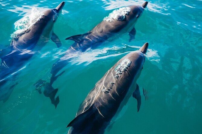 Waikiki Sail and Snorkel Adventure Best of Hawaii 2023 - FAQ