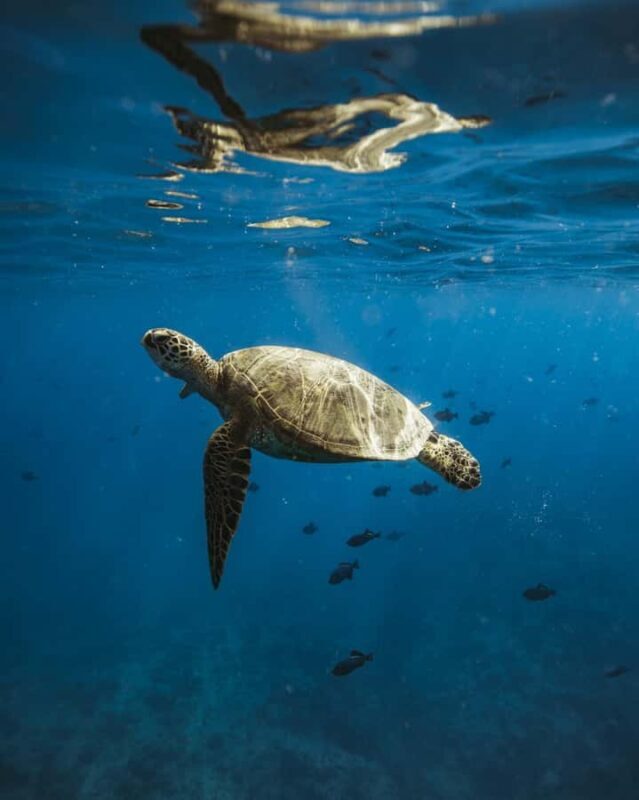 Waikiki: Sea Turtle Snorkeling, Small Group Boat Tour - Key Points