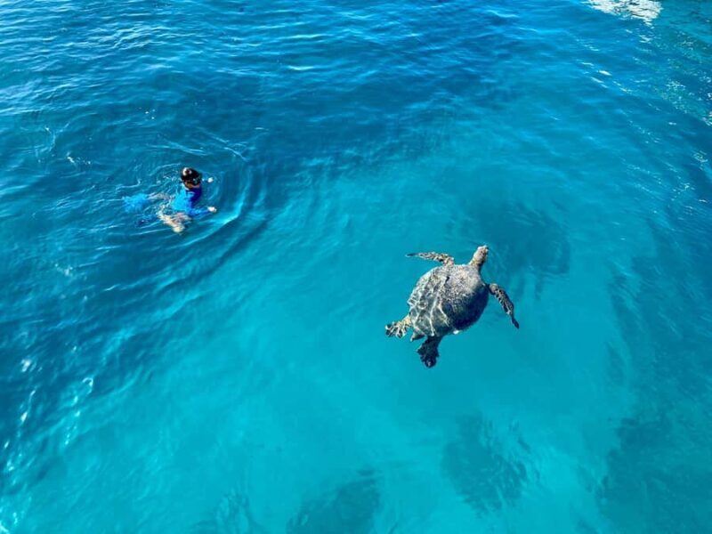 Waikiki: Sea Turtle Snorkeling, Small Group Boat Tour - An In-Depth Look at the Experience