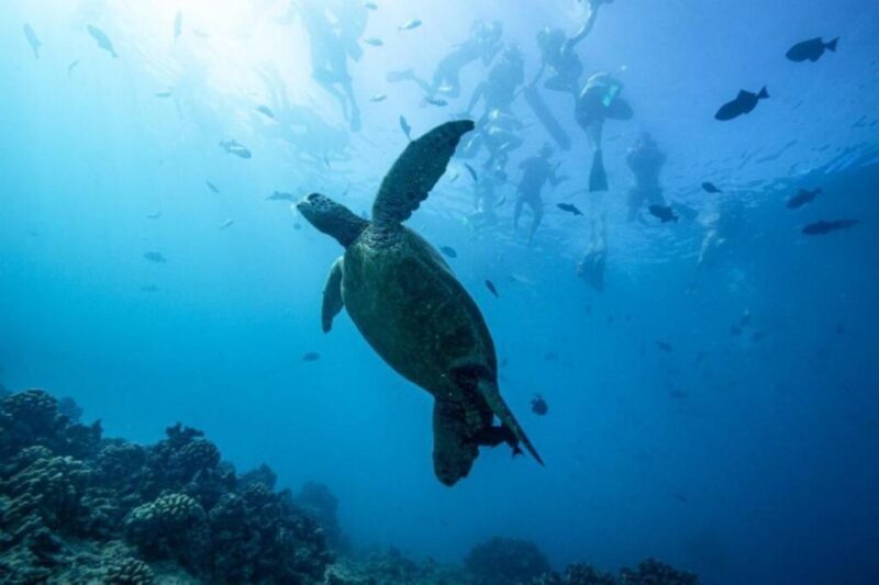 Waikiki: Snorkel Tour with Hawaiian Green Sea Turtles - What the Tour Involves: A Step-by-Step Breakdown