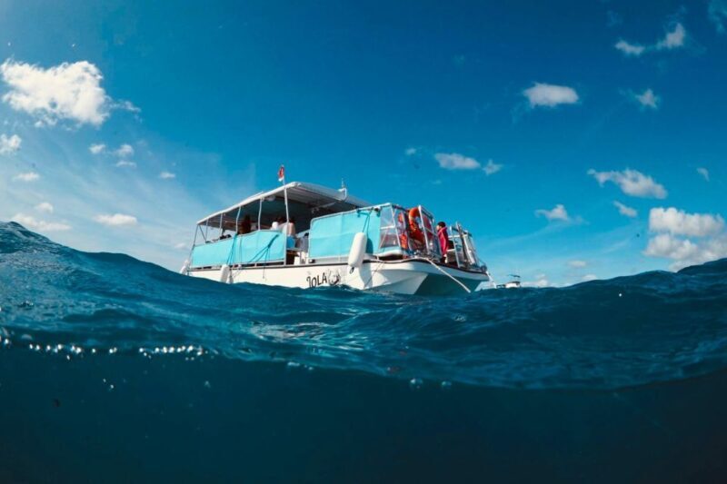 Waikiki: Snorkel Tour with Hawaiian Green Sea Turtles - The Value of the Tour