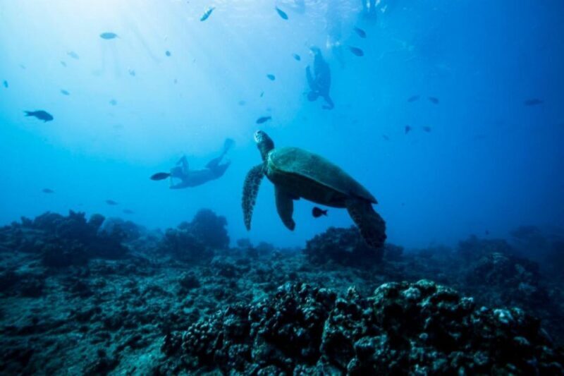 Waikiki: Snorkel Tour with Hawaiian Green Sea Turtles - Final Thoughts: Is It Worth It?