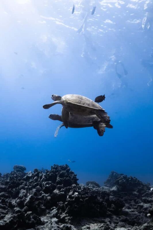 Waikiki: Turtle Canyon Snorkel Tour with Small Group - Final Thoughts: Is This Tour Right for You?