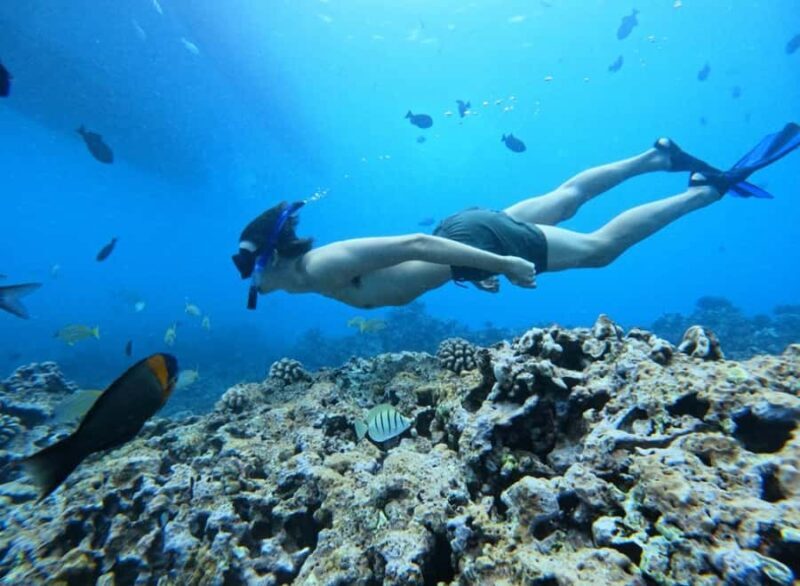 Waikiki: Turtle Canyon Snorkel Tour with Small Group - FAQs