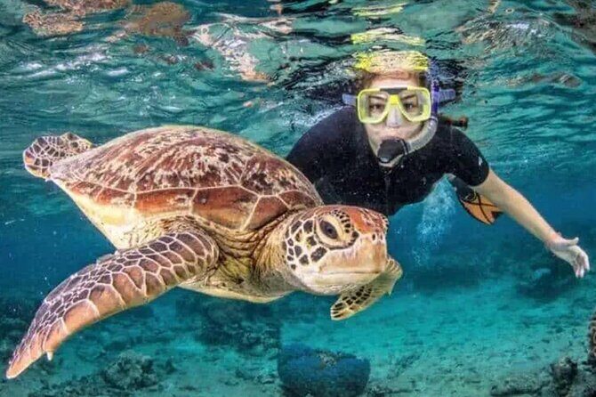 Waikiki Turtle Canyon Snorkeling and Swim Tour - Introduction