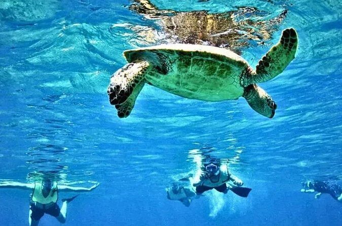 Waikiki Turtle Canyon Snorkeling and Swim Tour - Practicalities: What to Know Before You Go
