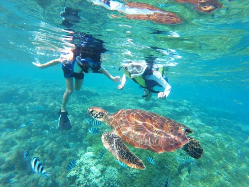 Waikiki: Turtle Snorkeling Cruise with 20ft Jumping Platform - What to Expect from the Tour