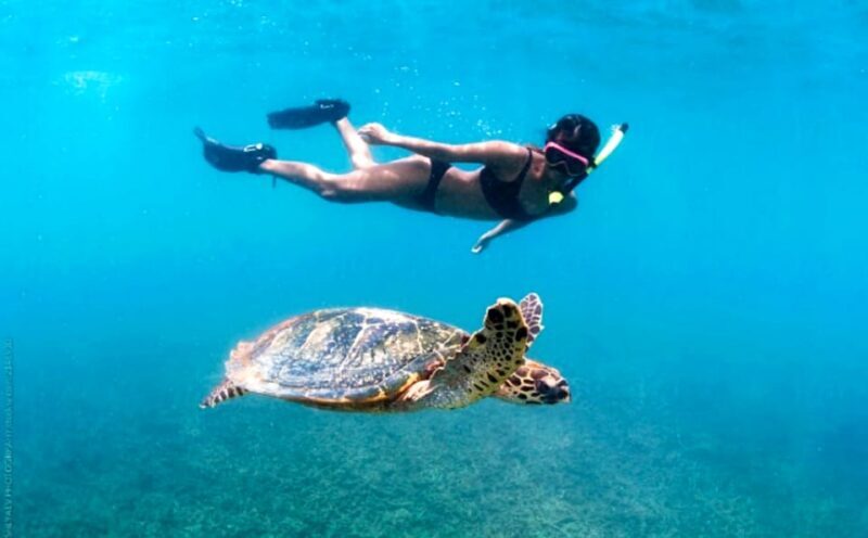 Waikiki: Turtle Snorkeling Cruise with 20ft Jumping Platform - The Realities of the Experience