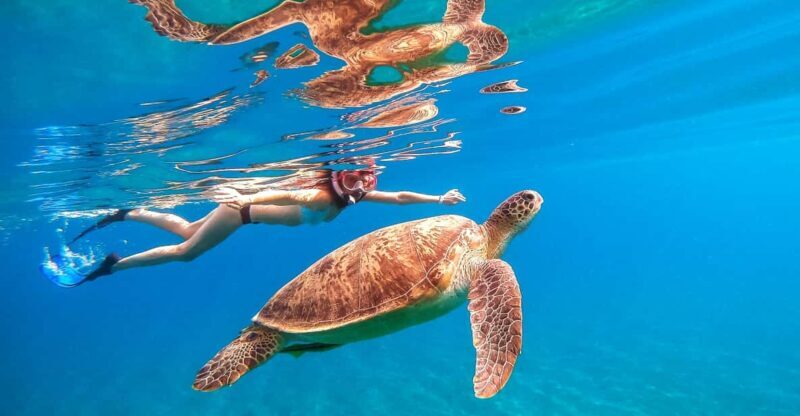 Waikiki: Turtle Snorkeling Cruise with 20ft Jumping Platform - Who Will Love This Tour?