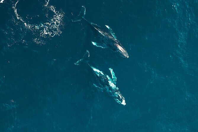 Waikiki Whale Watching Cruise - The Real Feedback from Travelers