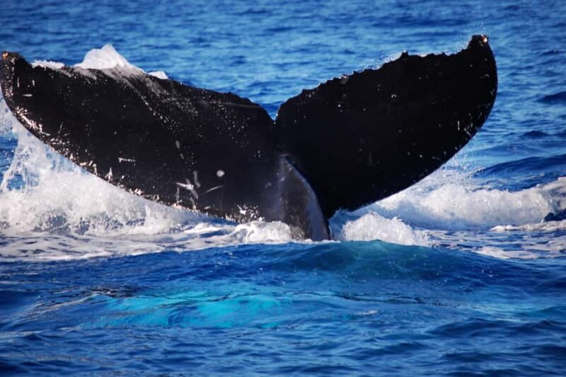 Waikiki: Whale Watching Tour - What We Love About This Tour