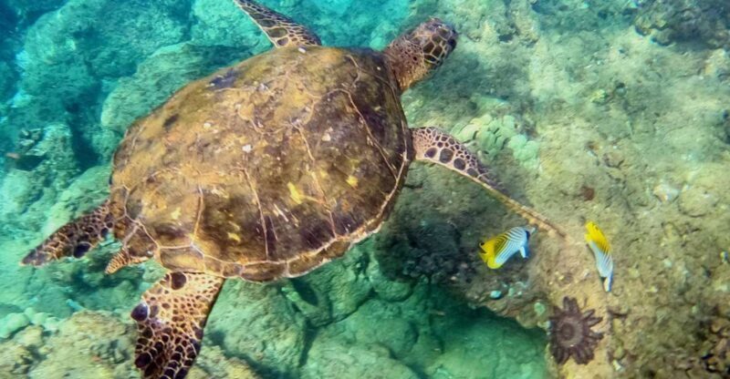 Wailea Beach: Snorkeling for Non-Swimmers Guided Tour - Final Word