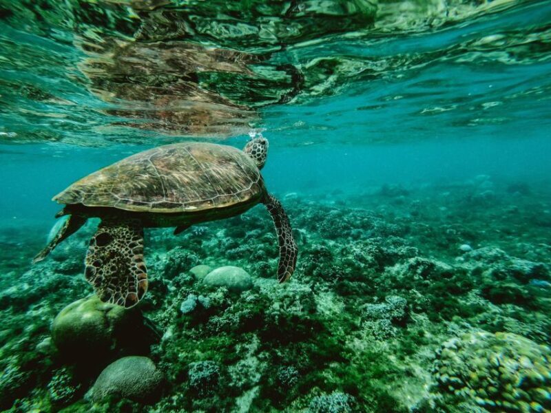 Wailea: Turtle Town Snorkeling Trip with Photo and Video - FAQs