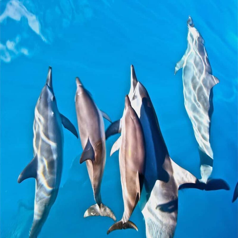 Waimea: N Pali Coast Zodiac Raft Sea Caves + Snorkel - Wildlife & Scenic Sights