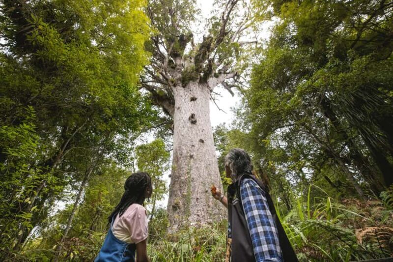 Waipoua KAURI Forest, Tane Mahuta & Museum Tour Ex Auckland - Key Points