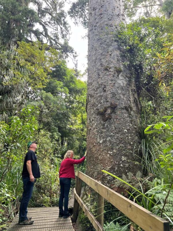 Waipoua KAURI Forest, Tane Mahuta & Museum Tour Ex Auckland - A Day of Natural Wonder and Cultural Stories