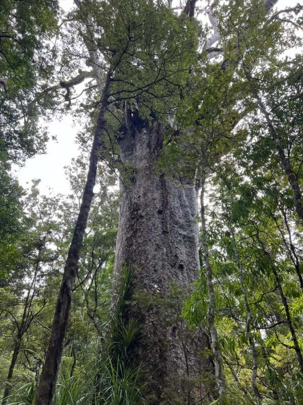 Waipoua KAURI Forest, Tane Mahuta & Museum Tour Ex Auckland - Who Is This Tour Best For?