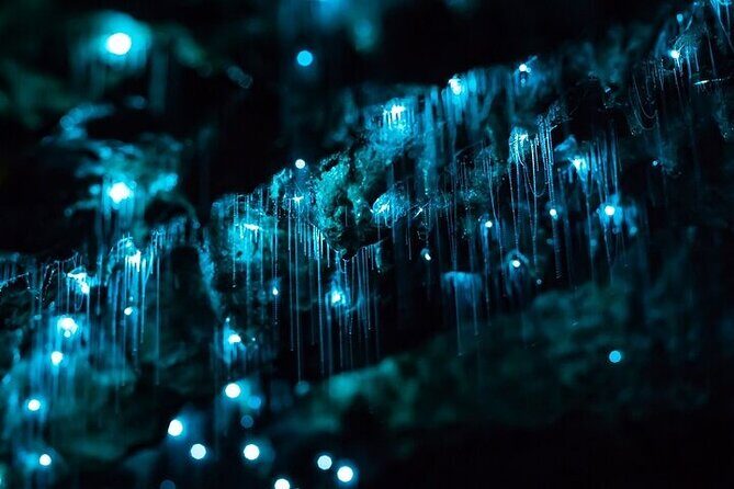 Waitomo Glow Worm Caves - FAQ
