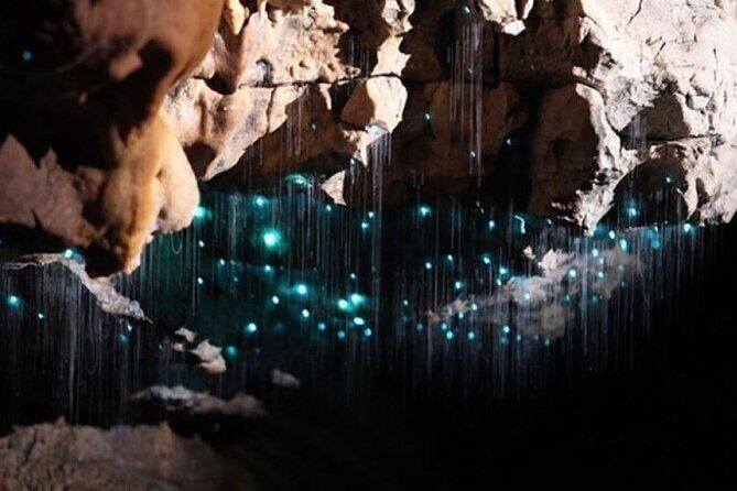 Waitomo Spellbound Glowworm Caves Small Group Tour from Auckland - Analyzing the Value