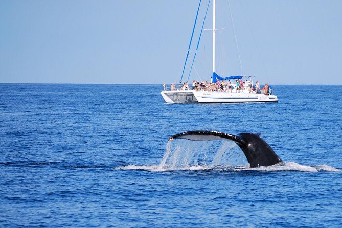 Wake Up With the Whales Cruise from Anaeho'omalu Bay - What to Expect During Your Whale Watching Adventure